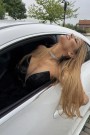 МИНИ РОКЛЯ AMORE ПАЙЕТИ ТЮЛ ЧЕРЕН МИНИ РОКЛЯ AMORE ПАЙЕТИ ТЮЛ ЧЕРЕН